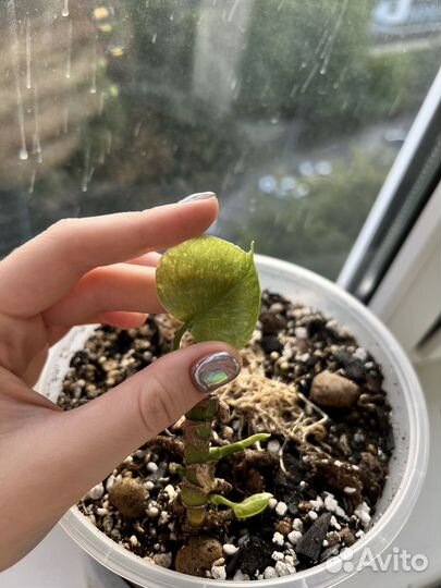 Монстера тайское созвездие