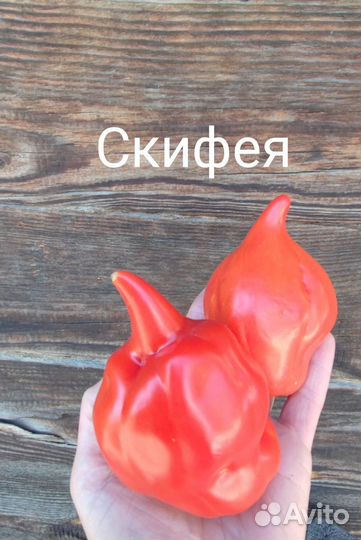 Семена коллекционных сортов томатов