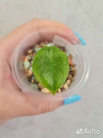 Пинк дракон белый вар