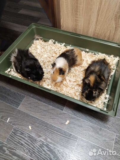 Морские свинки