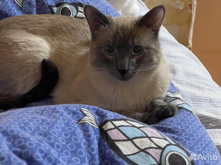 Кот тайский