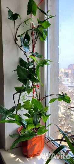 Комнатный цветок филодендрон