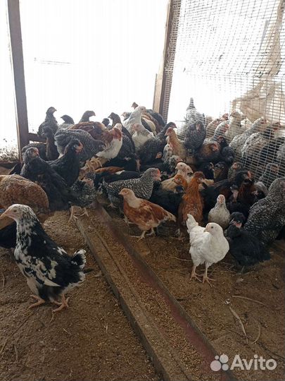 Куры молодки