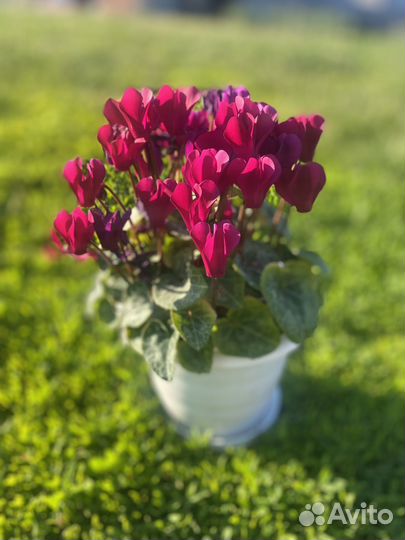 Детки Цикламена