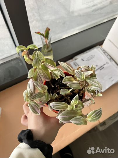 Бегония Аглаонема Традесканция