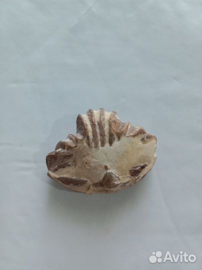 Ракушка доисторическая