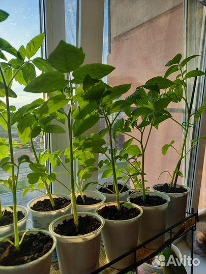Рассада помидор/ томатов Балконное чудо