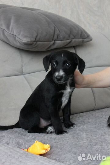 Щенок девочка в дар