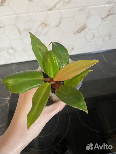 Филодендрон принц оранж