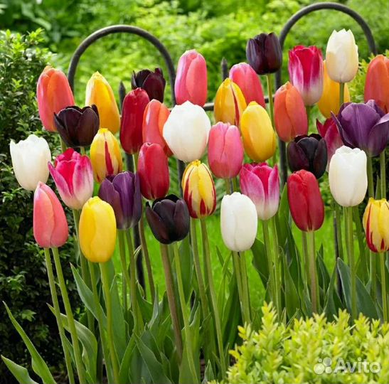 Тюльпаны Георгины Гладиолусы луковицы