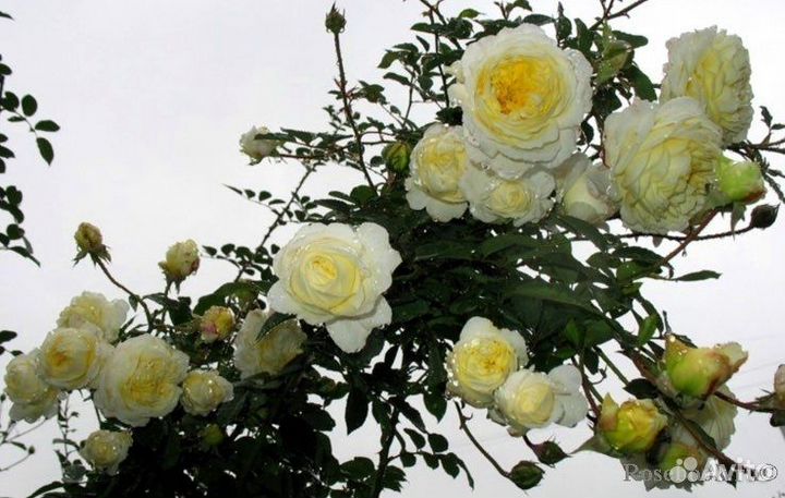 Роза пилгрим - английская селекция Дэвида Остина