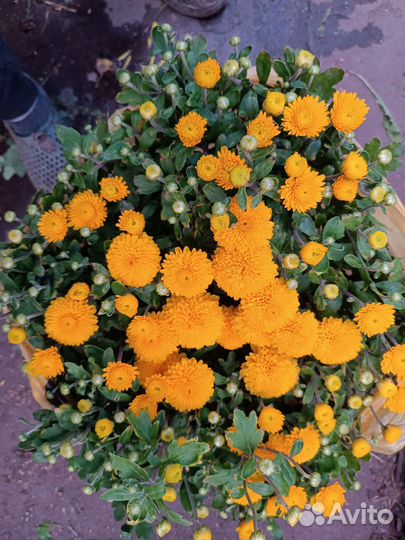 Хризантемы мультифлора