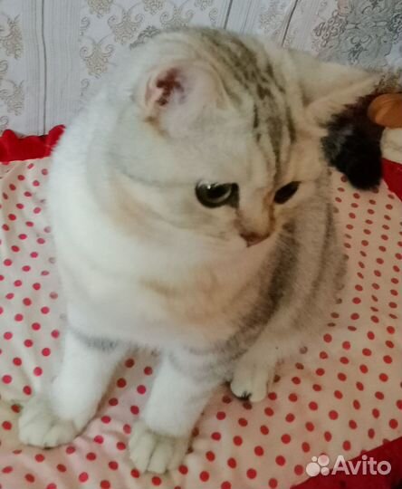 Отдам кота в добрые руки
