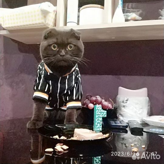 Шотландский кот вязка
