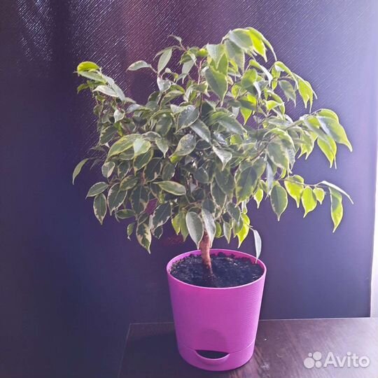 Важный Фикус