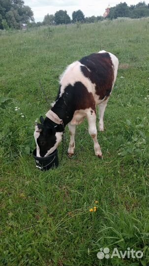 Нетель 11 месяцев, 02.07.2024 будет ровно год