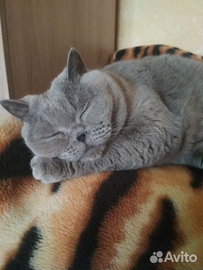 Кота отдам в добрые руки
