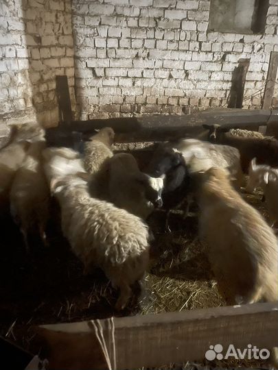 Овцы бараны ягнята