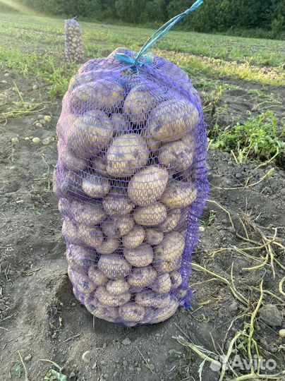 Продам картофель