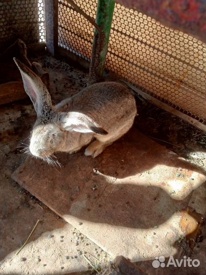 Кроль для потомства