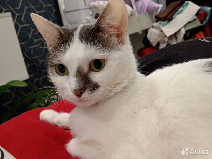 Отдам в добрые руки кошку