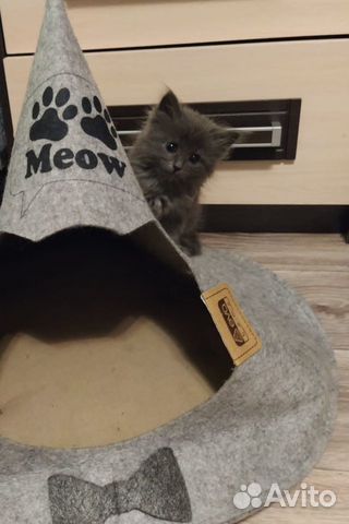 Котик серый объявление продам