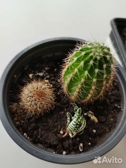 Кактусы наборы/садик из суккулентов