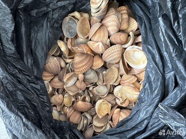 Ракушки с моря