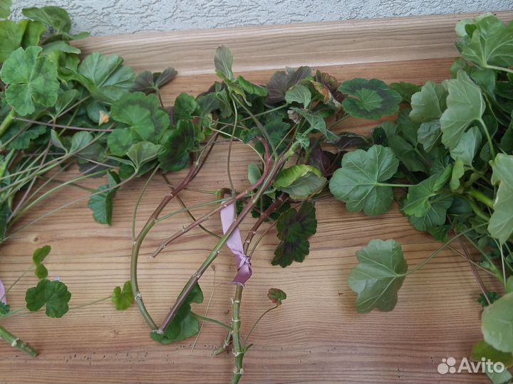 Черенки сортовой пеларгонии