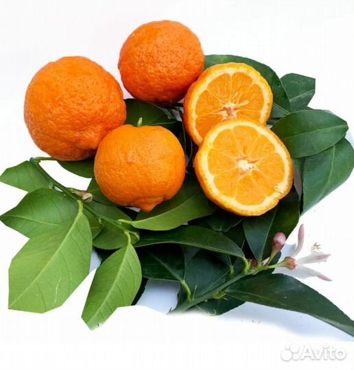 Лайм Санта Барбара