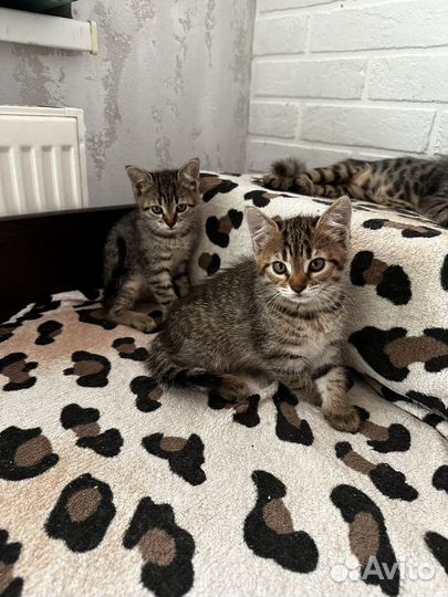 Котята камышовые девочки