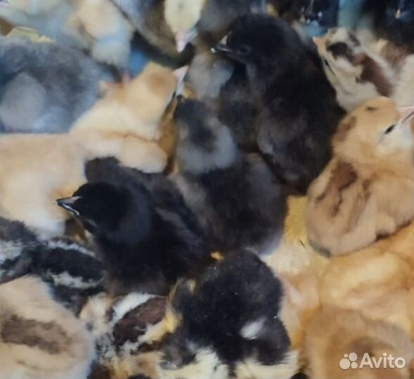 Цыплята ухейлюй, америкун, брама