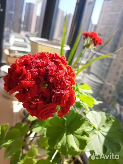 Черенки герани