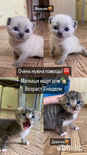 Котята в добрые руки