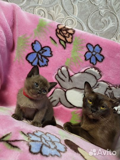 Котята бурманской кошки