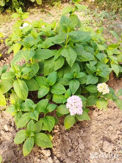 Саженцы клубники и плодовых