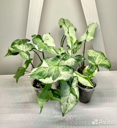 Сингониум Жаде