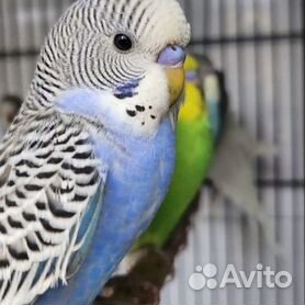 Имена для попугаев мальчиков и девочек — Смешные и веселые | Budgies, Animal planet, Animals