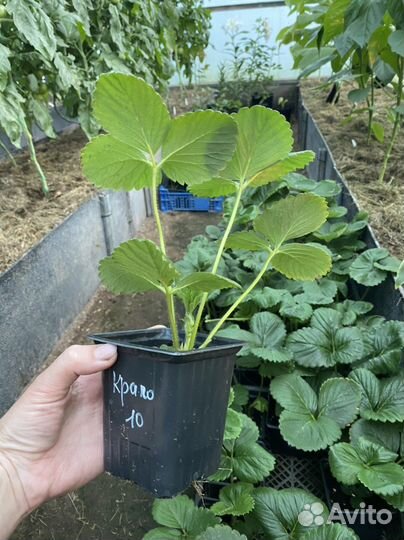 Рассада клубники (земляники садовой) 21 сорт