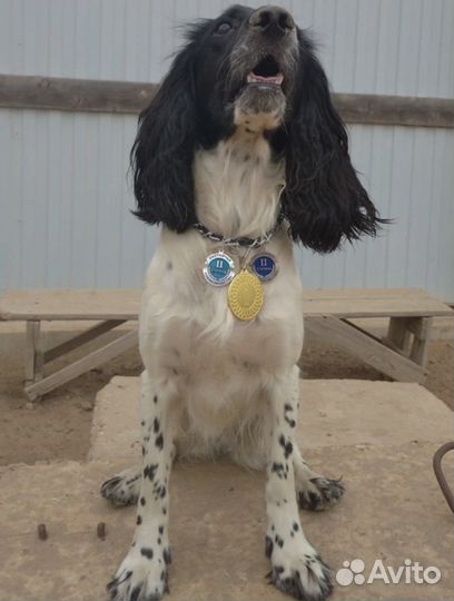 Русский охотничий спаниель щенки