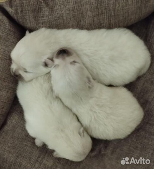 Померанский шпиц