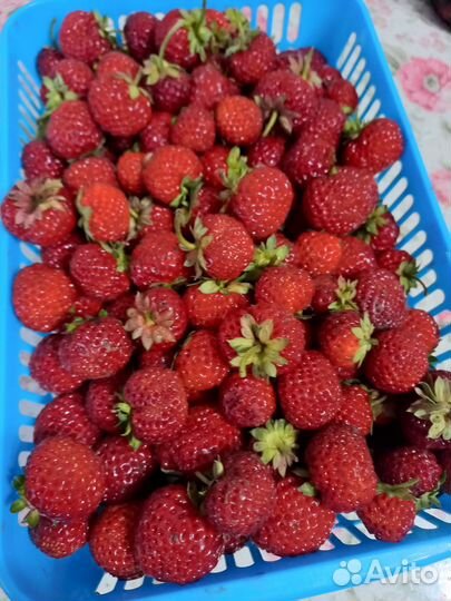 Рассада клубники. мице шиндлер