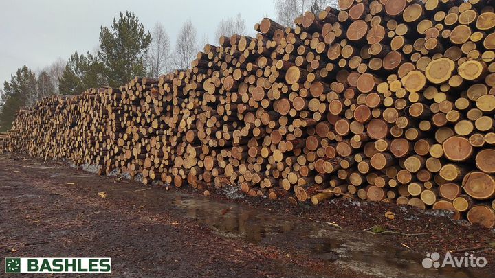 Лес кругляк лиственница