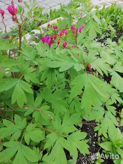 Цветы садовые, саженцы