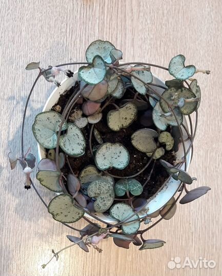 Церопегия вуда серебро