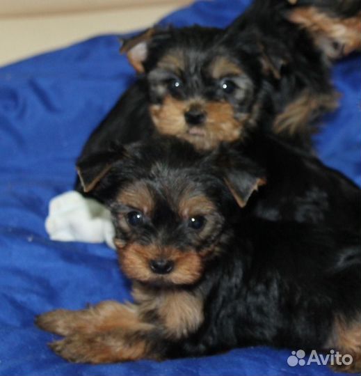 Щенки йорка мини