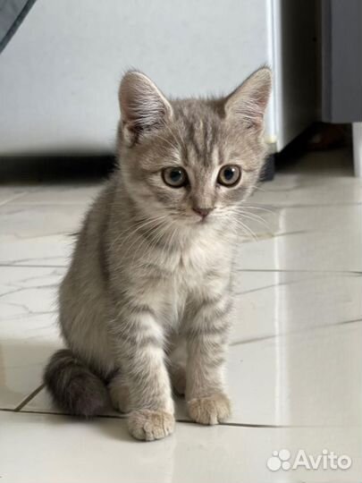 Котенок в добрые руки