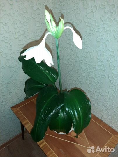 Лилия амазонская Эухарис
