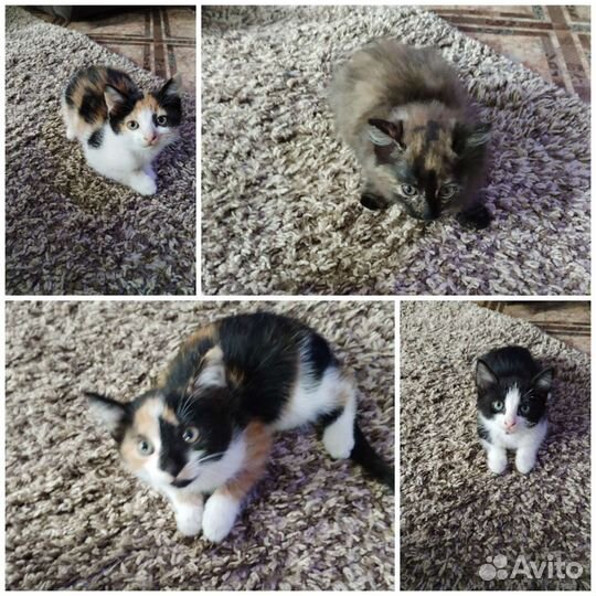 Отдам бесплатно