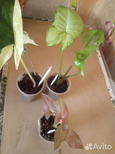 Сингониумы сортовые